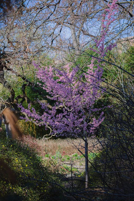 A young cherry blossom tree with light pink flowers is situated in the foreground of the image, surrounded by taller trees with bare branches and some with early spring foliage. The scene appears to be in a natural, outdoor setting with a lush green landscape and a clear, blue sky visible through the tree branches. The area is well-lit by natural daylight, indicating daytime. This image relates to house removals or moving services provided by Man with Van Kew, as it showcases outdoor environments that might be part of a home relocation process or the planning of waste disposal and garden clearing in accordance with local regulations in Kew.